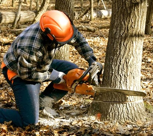 Tree Removal in Curtis, MI